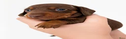 Miniature Dachshund dogs for sale: 🐾 Beautiful KC mini dachshund pups ready 25/07  - Advert 7