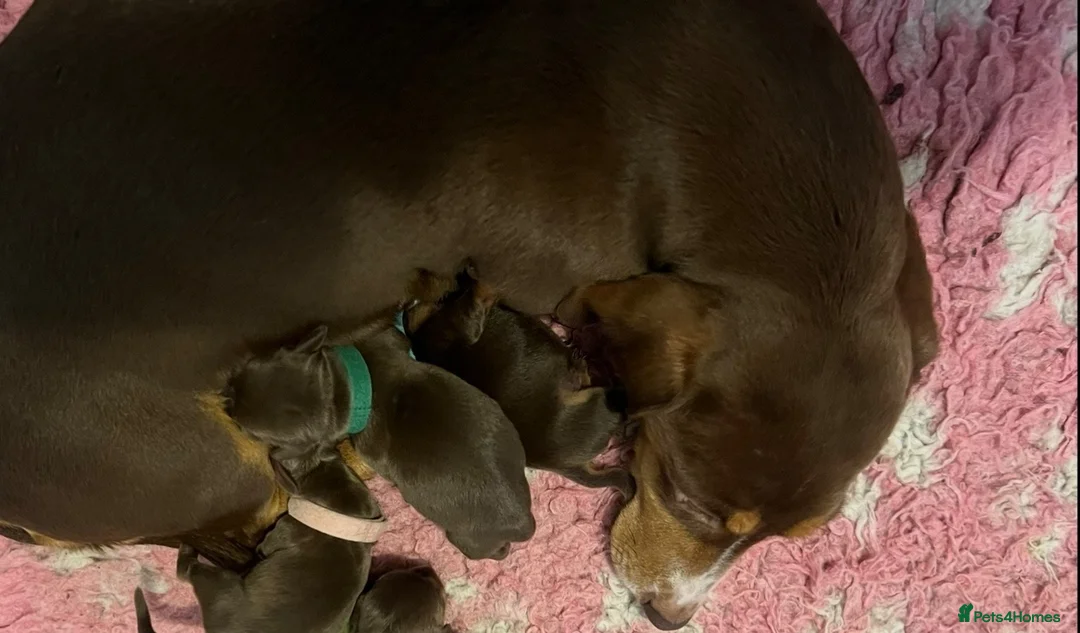 Miniature Dachshund dogs for sale: KC Health Tested Miniature Dachshunds - Licensed - Advert 8