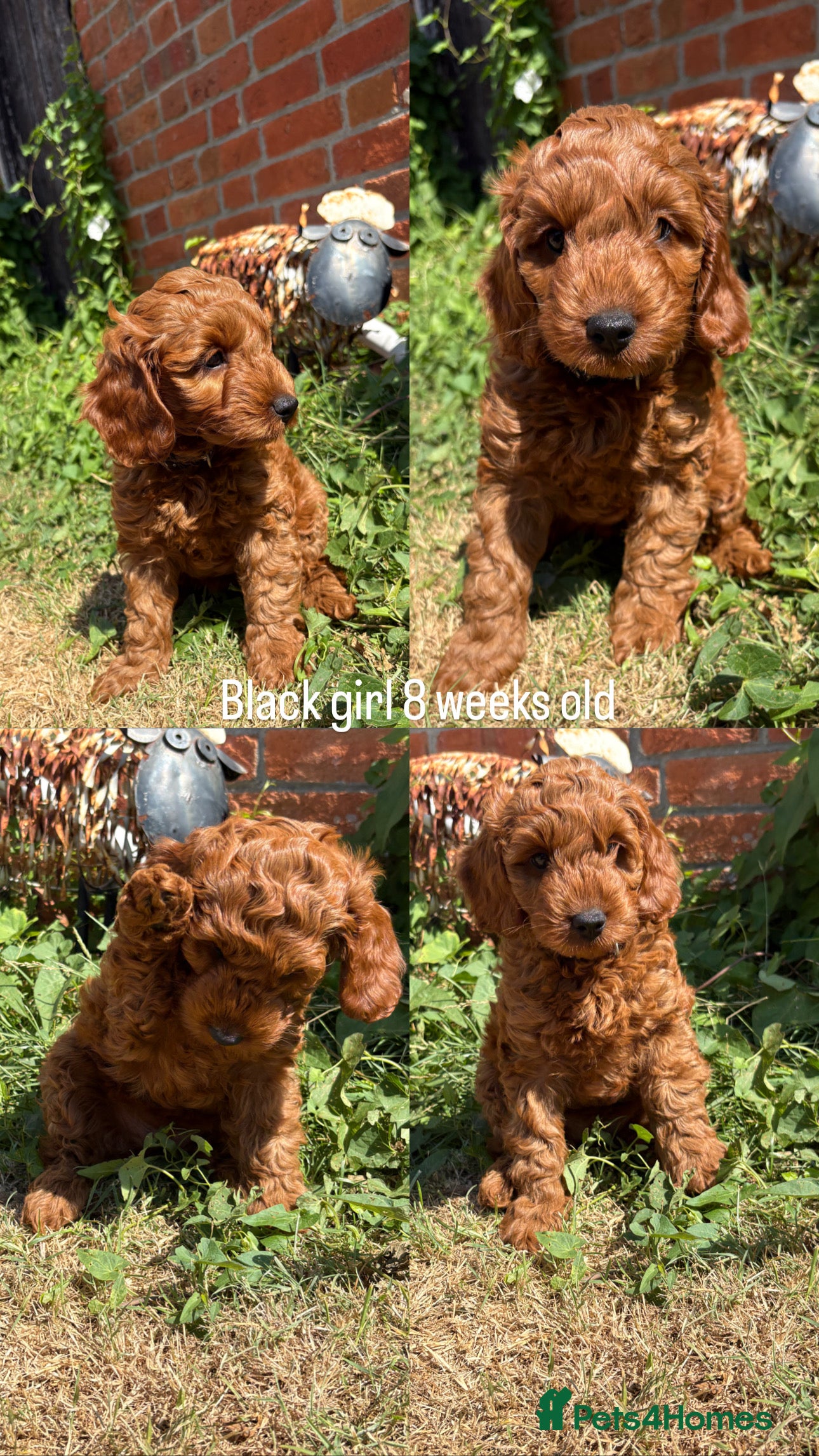 Cockapoo dogs Beautiful All Fox Red F1BB Cockapoo Puppies  - Advert 2