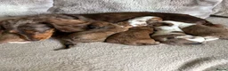 Dachshund dogs for sale: Long Haired Dachshund 🐾  - Advert 4