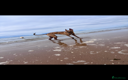 Lurcher dogs for sale: 9 month old Bull lurcher bitch  - Image 2