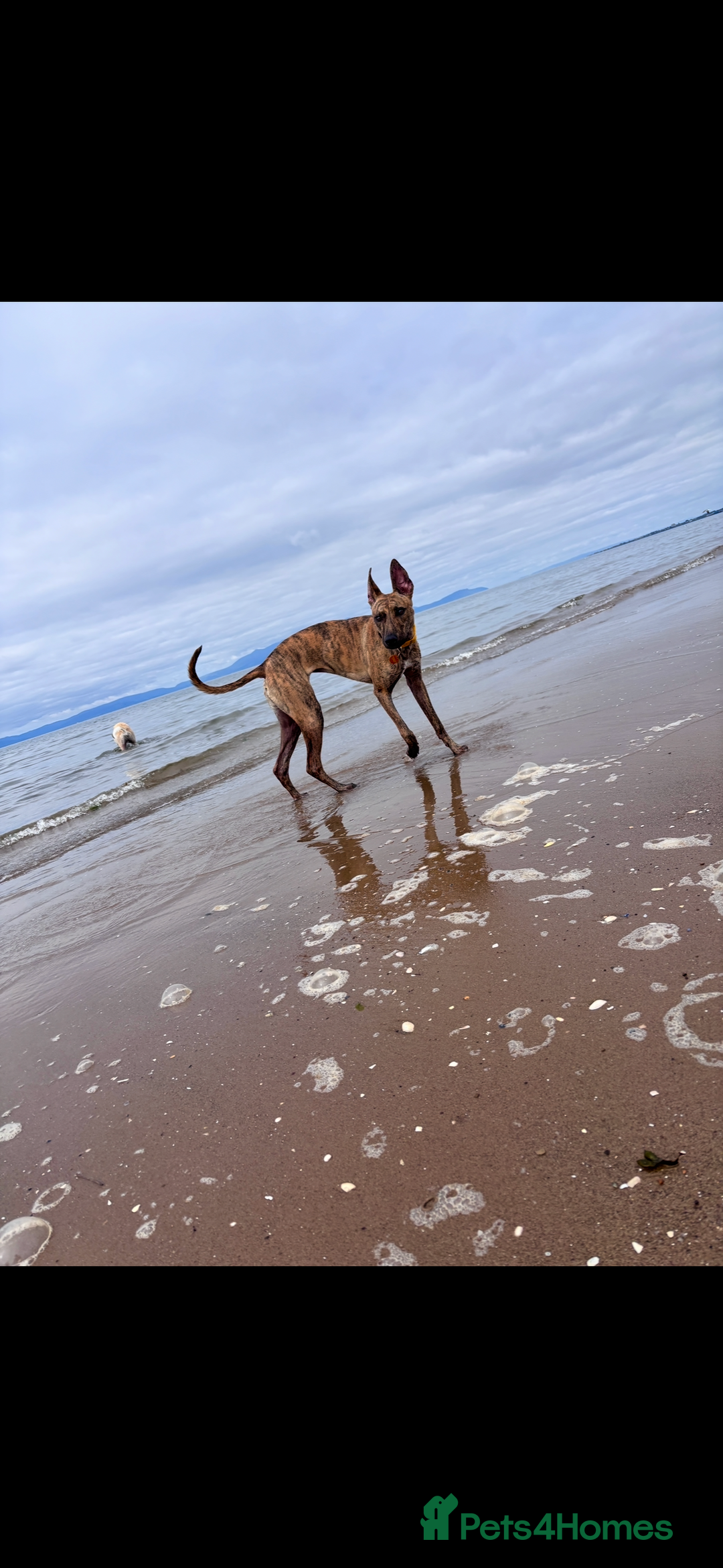 Lurcher dogs for sale: 9 month old Bull lurcher bitch  - Image 2
