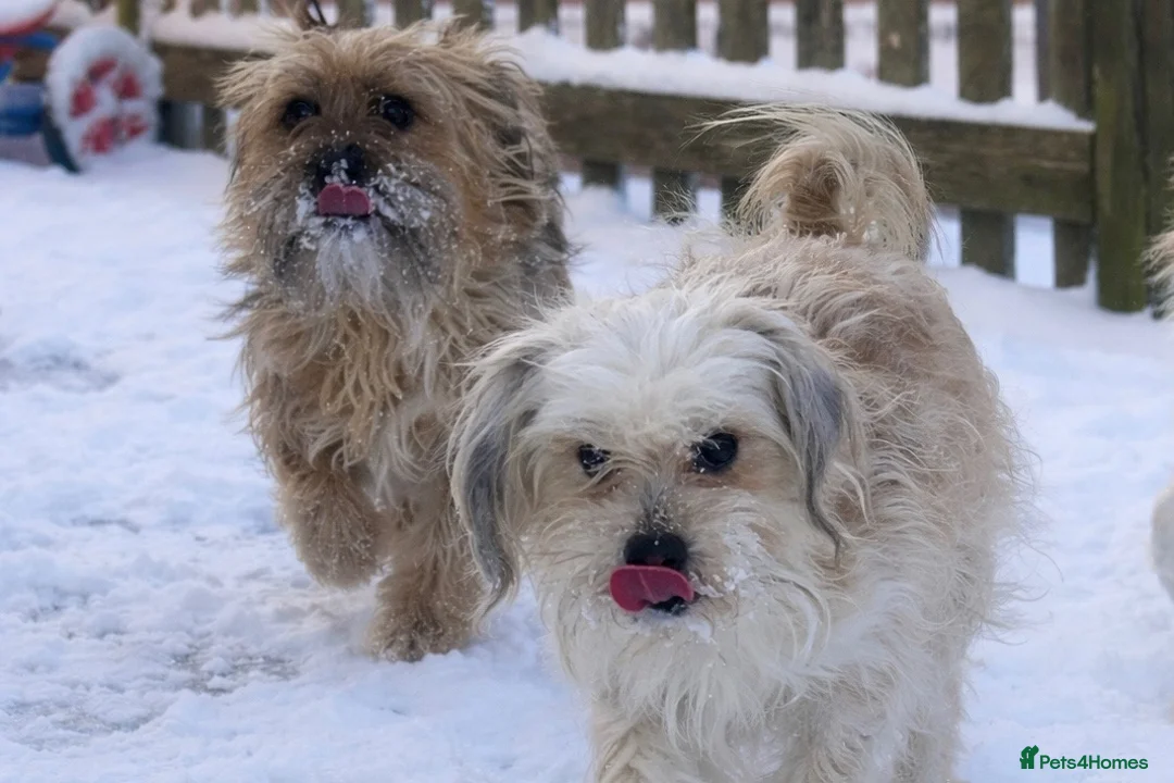 Shihpoo dogs for sale: Beautiful shihpoos  - Advert 2