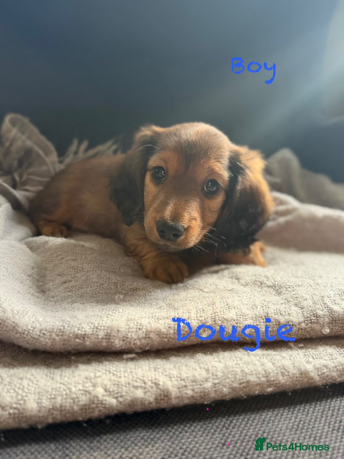 Miniature Dachshund dogs for sale: Miniature Dachshunds pups 2 boys left KC REG ready - Advert 21