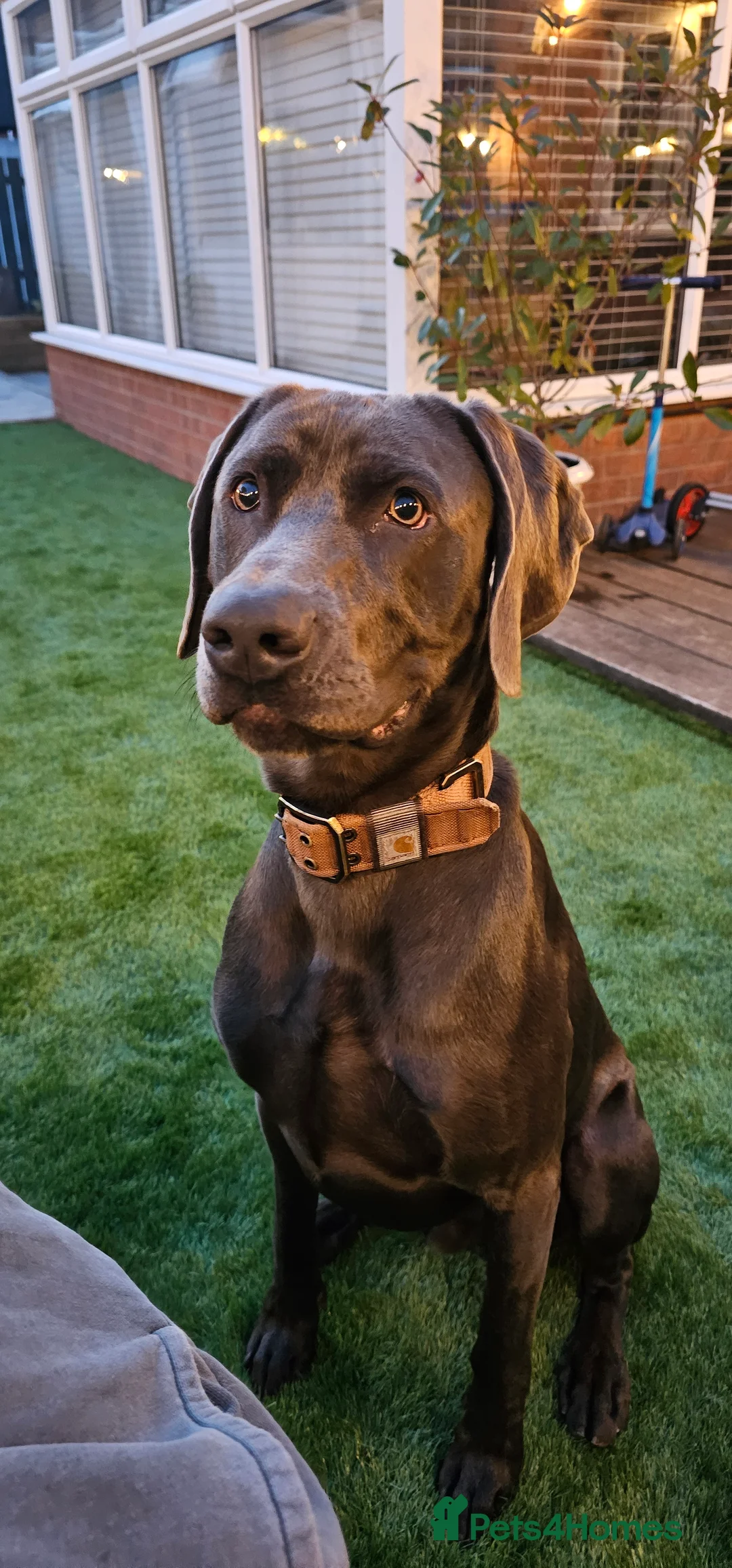 Weimaraner dogs for stud: GUNNER FOR STUD - Advert 2