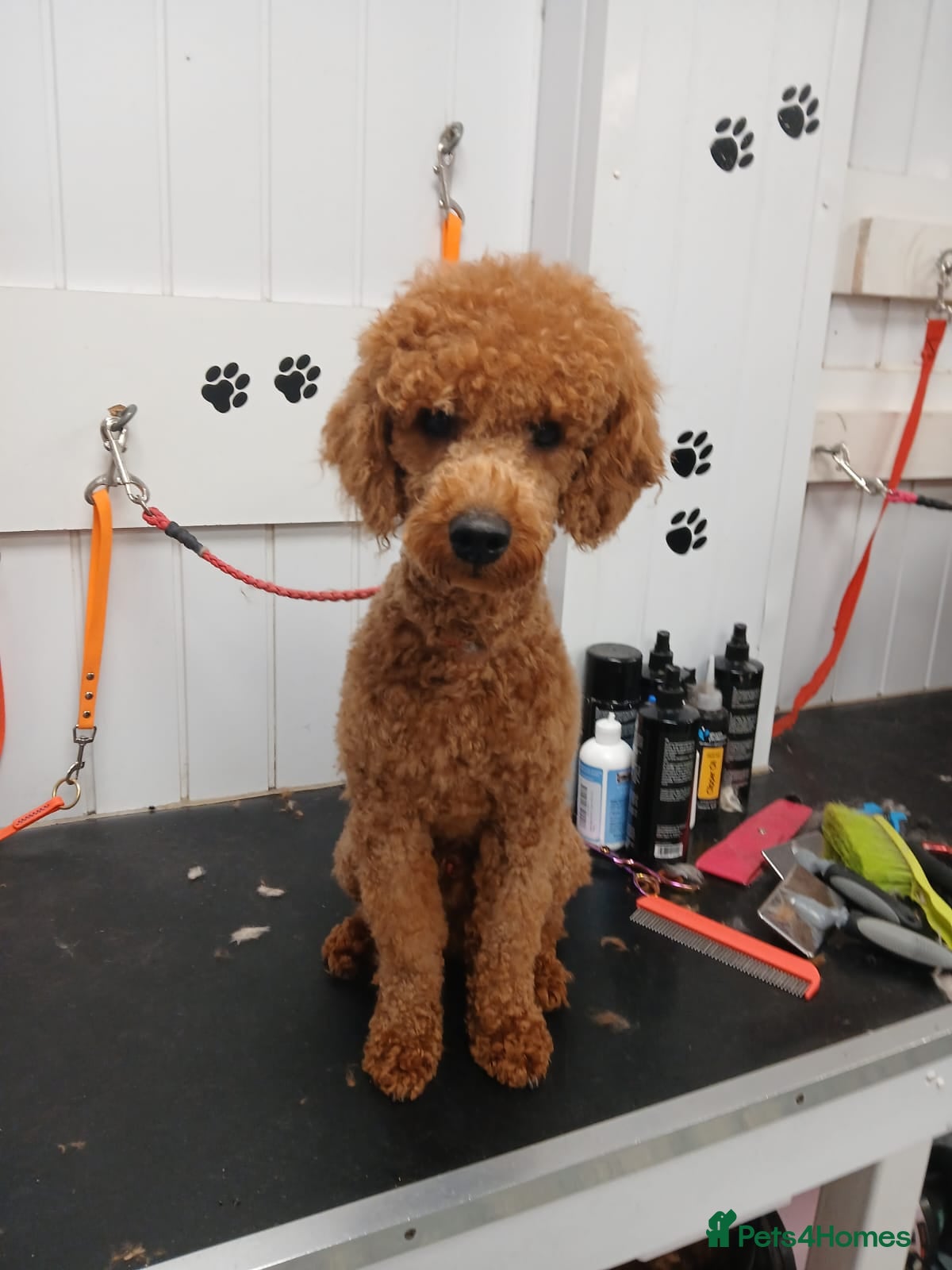 Miniature Poodle dogs Fox Red miniature poodle - Advert 4