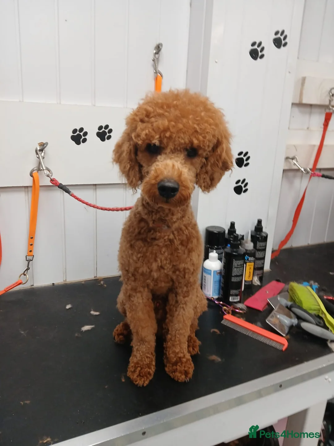 Miniature Poodle dogs for stud: Fox Red miniature poodle - Advert 1