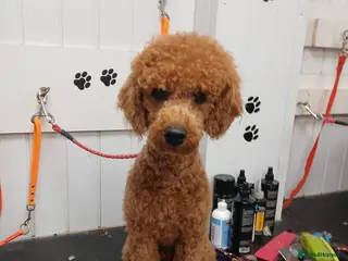 Miniature Poodle dogs Fox Red miniature poodle - Advert 24