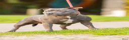 Staffordshire Bull Terrier dogs for sale: 💥BLACK STAFFY PUPS JUST BORN💥 - Advert 2