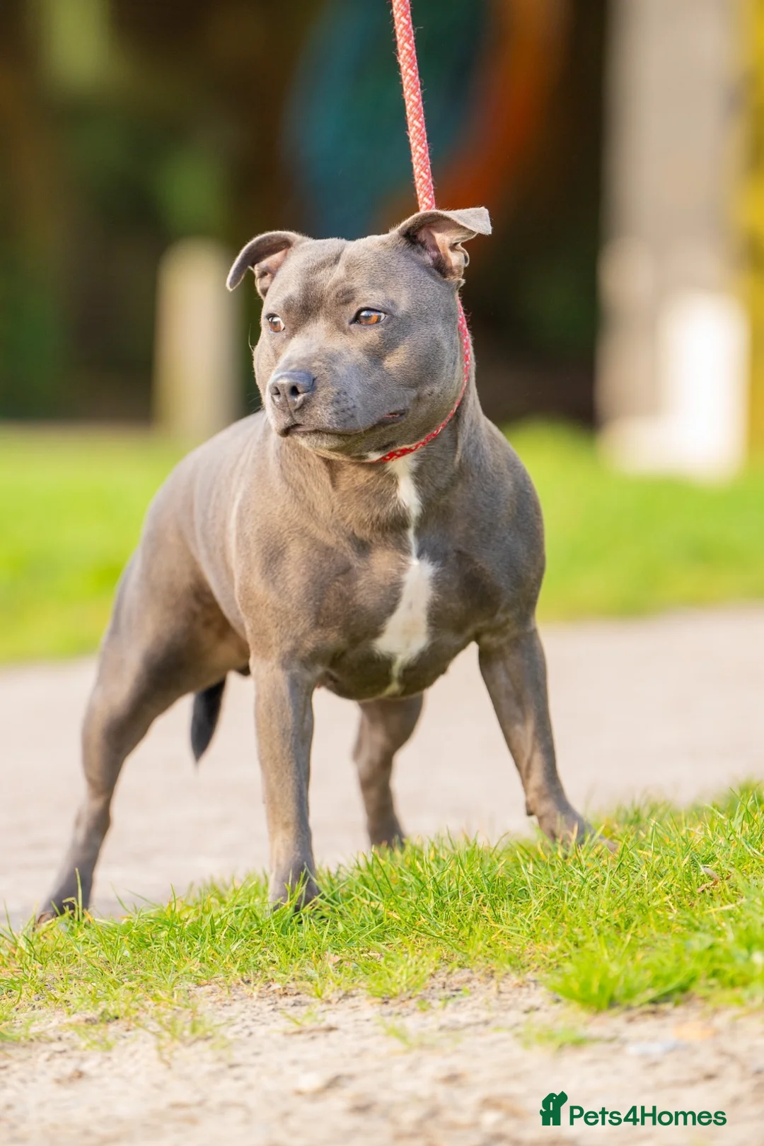 Staffordshire Bull Terrier dogs for sale: 💥BLACK STAFFY PUPS JUST BORN💥 - Advert 2