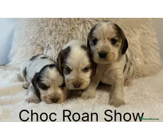 Cocker Spaniel dogs Stunning KC Show Cocker Spaniels - Advert 16