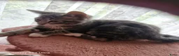 Mixed Breed cats for sale: Kittens - Advert 3