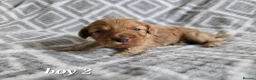 Cockapoo dogs for sale: Beautiful litter of F1b Cockapoo pups in Doncaster - Advert 18
