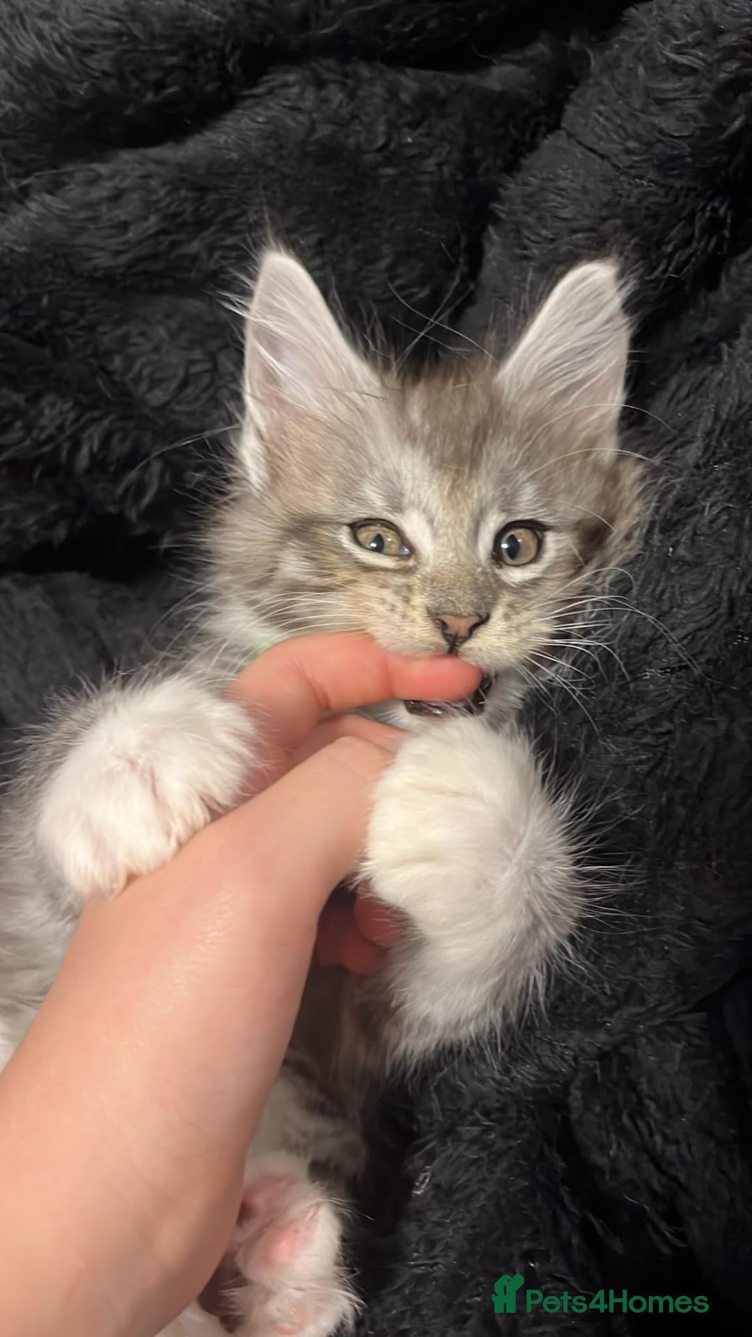 Maine Coon cats Beautiful Maine coon kitten girls  - Advert 2