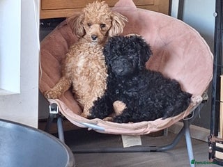 Miniature Poodle dogs KC REGISTERED MINIATURE POODLES - Advert 12