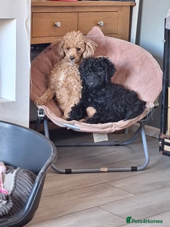 Miniature Poodle dogs KC REGISTERED MINIATURE POODLES - Advert 4