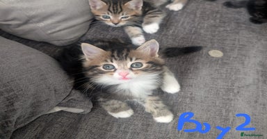 Mixed Breed cats - Advert 2