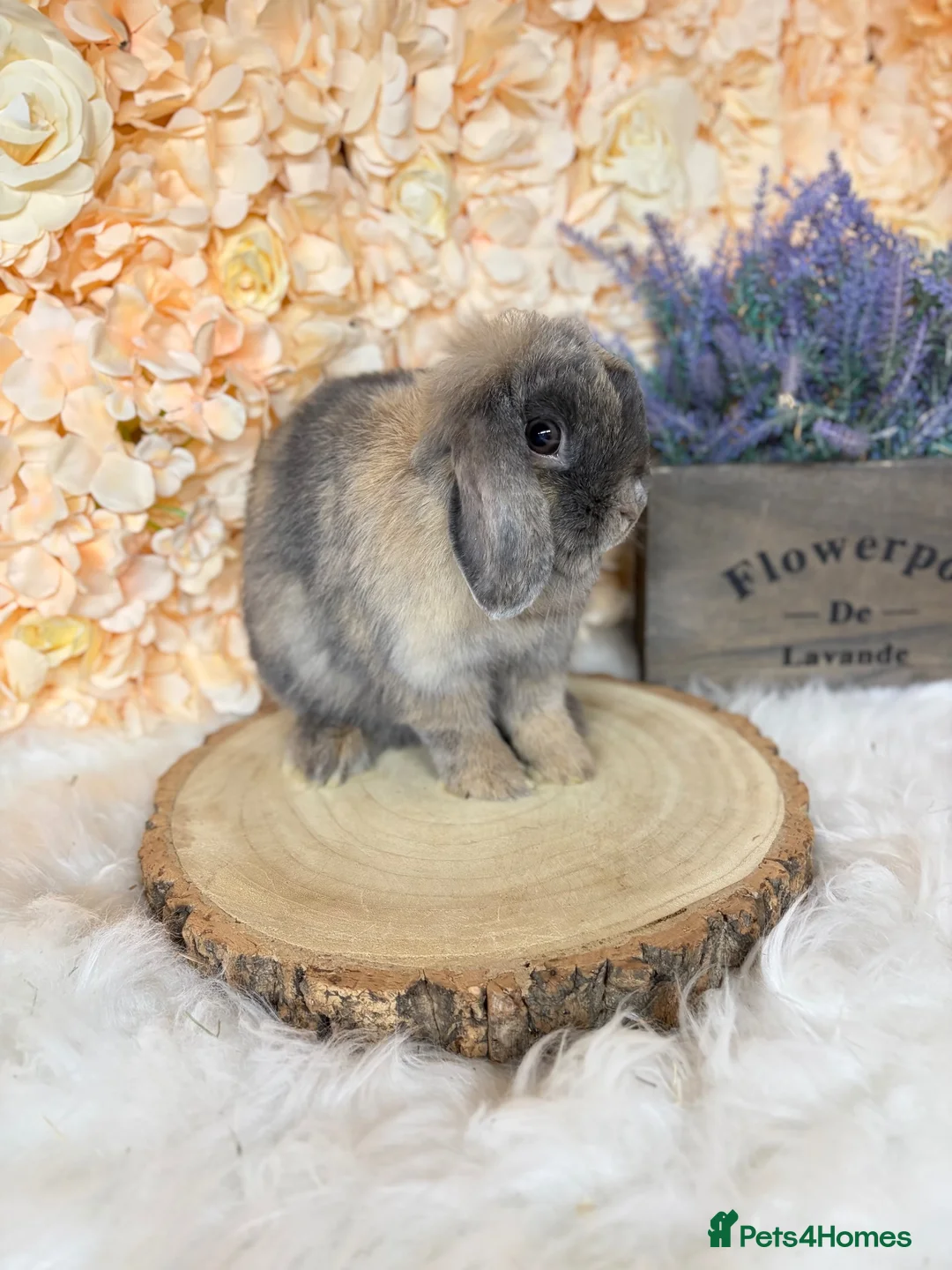 Mini Lop rabbits for sale: MINI LOPS | PEDIGREE  - Advert 39