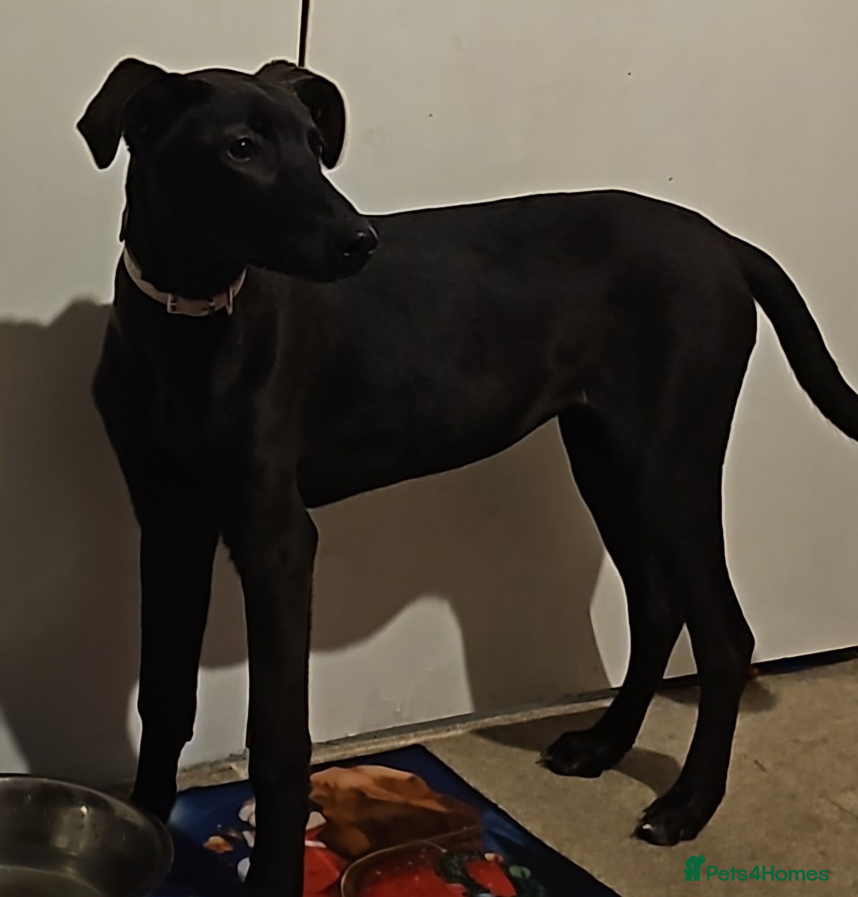 Lurcher dogs Lurcher 6/7months  - Advert 6