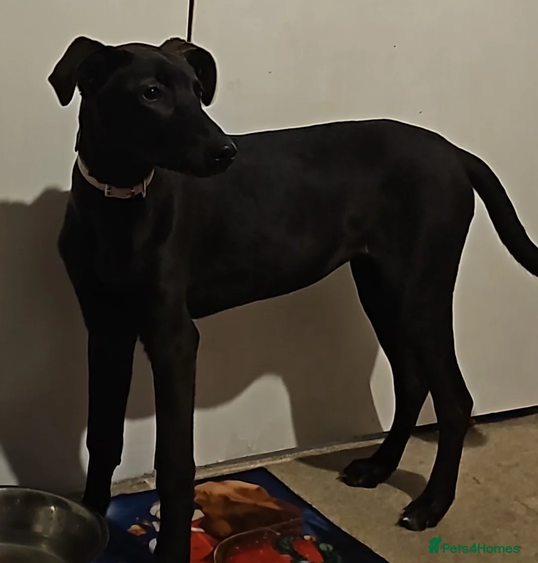 Lurcher dogs for sale: Lurcher 6/7months  - Advert 1