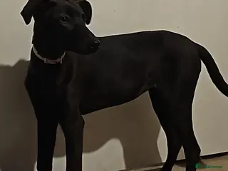 Lurcher dogs Lurcher 6/7months - Advert 4