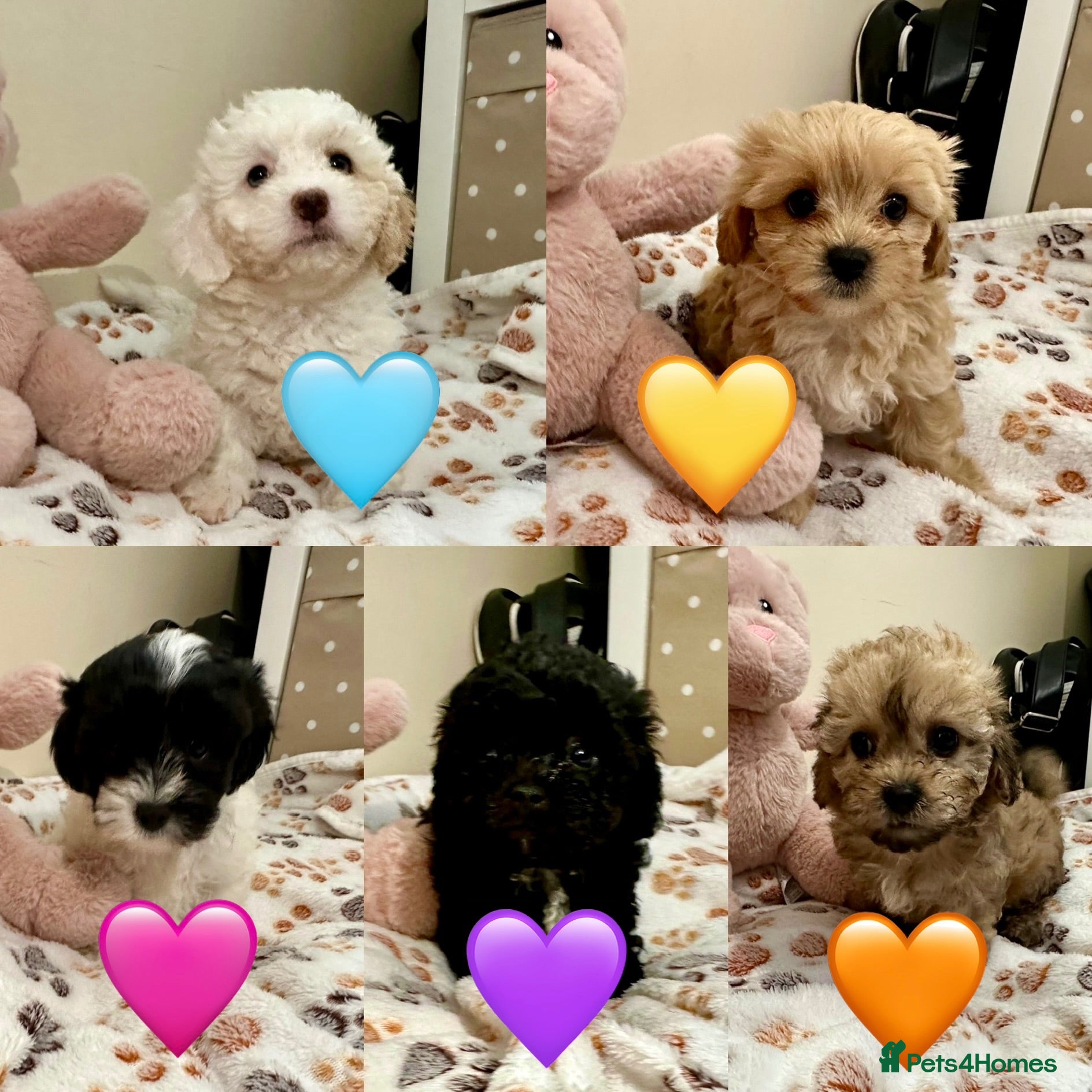 Mixed Breed dogs Ready 26/8/26 - Beautiful Shihpoochon Puppies - Advert 1