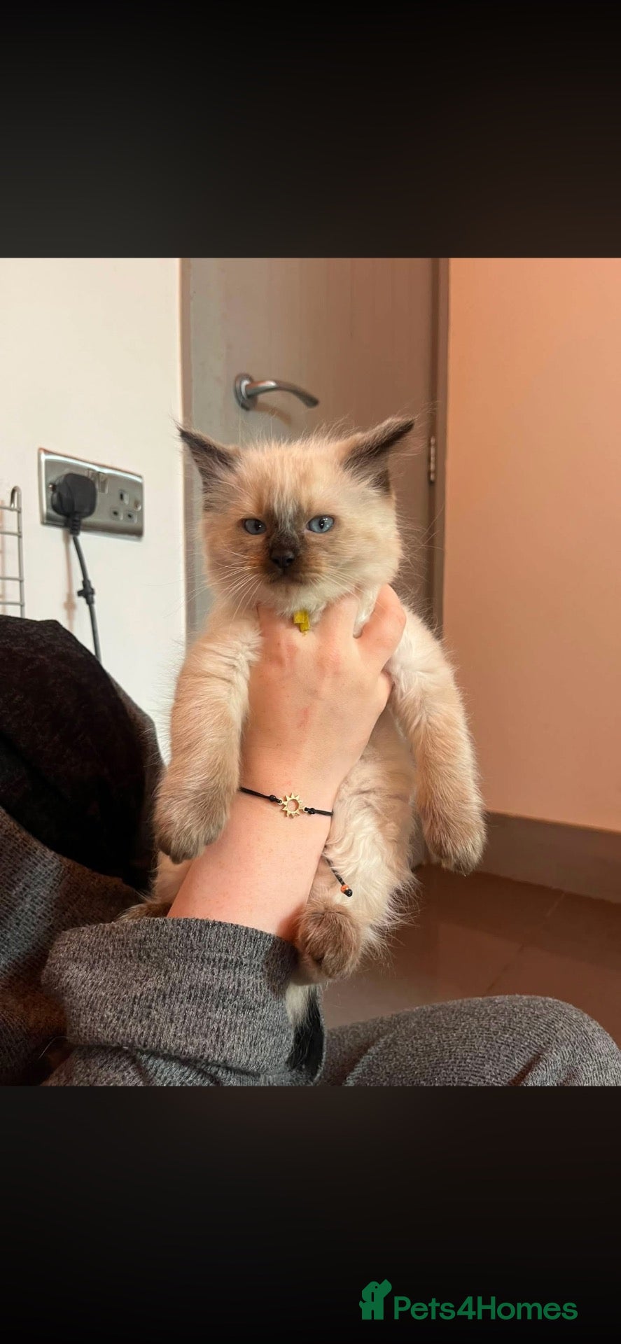 Ragdoll cats Full rag doll female  - Advert 3