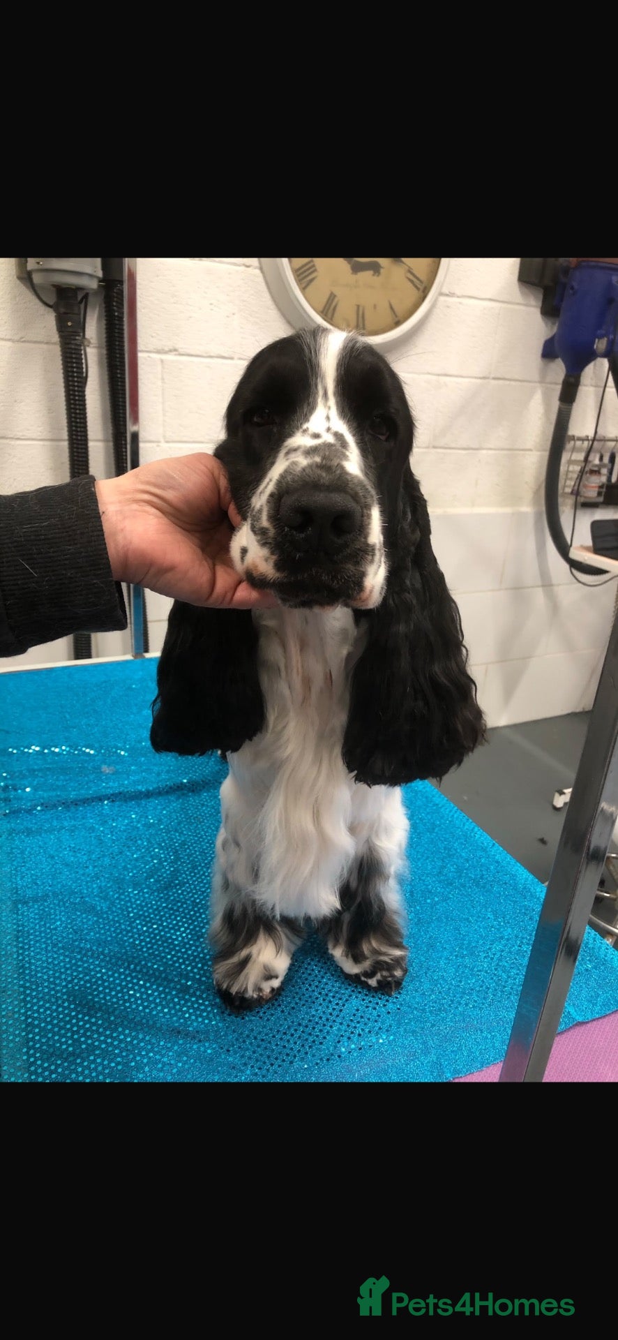 Cocker Spaniel dogs *KC REG show cocker spaniels  - Advert 2