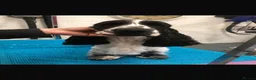 Cocker Spaniel dogs for sale: *KC REG show cocker spaniels  - Advert 4