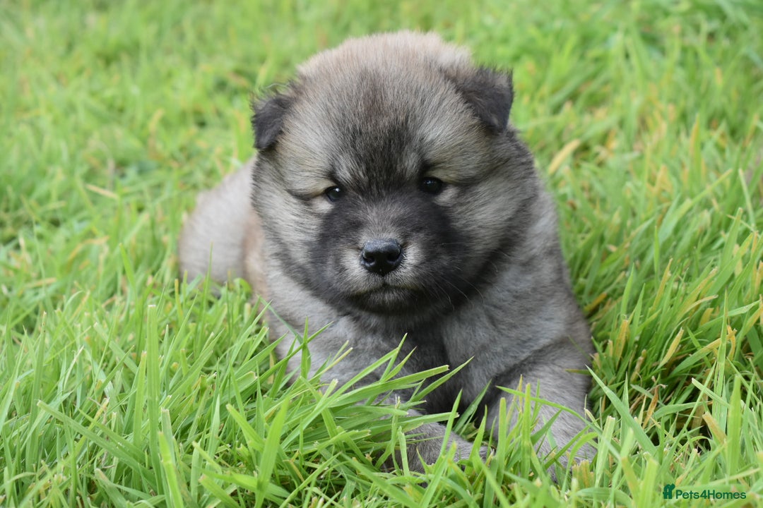 Siberian Husky dogs for sale: Beautiful Chowski puppies  - Image 11