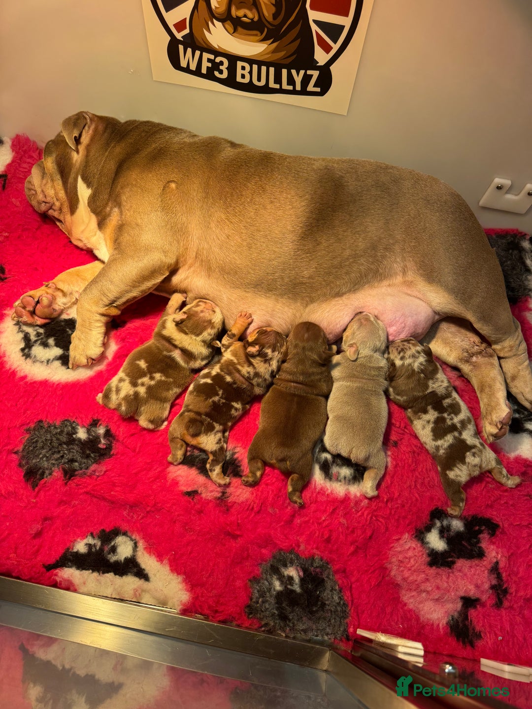 English Bulldog dogs for sale: English bulldog puppies - Image 13