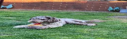 Mixed Breed dogs for stud: Loving, intelligent mini merle labradoodle stud in Sidmouth - Advert 6