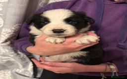 Border Collie dogs for sale: Beautiful border collie pups  - Image 4