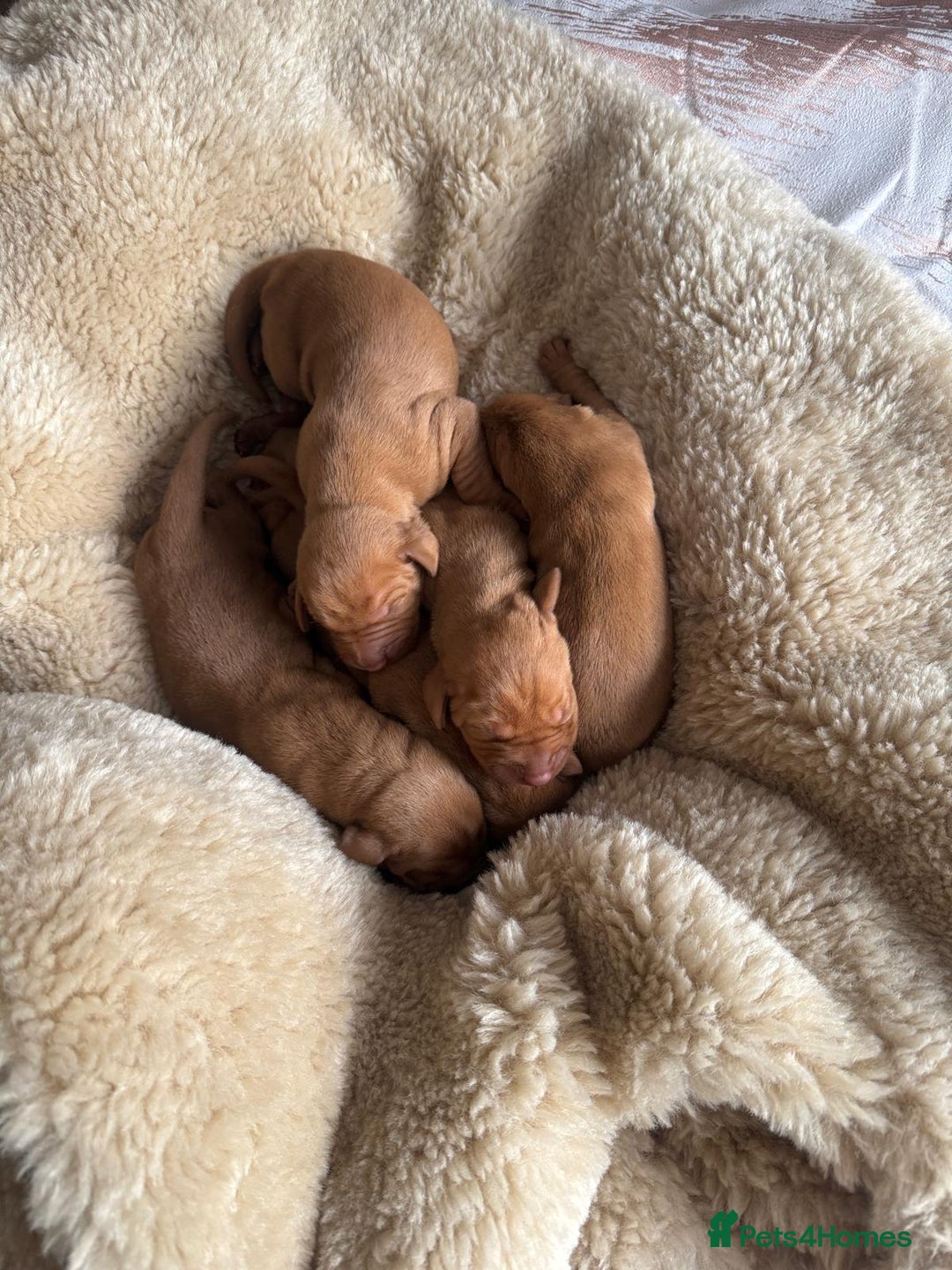 Hungarian Vizsla dogs for sale:  Adorable Vizsla Puppies for Sale🐶😍❤️ - Image 18