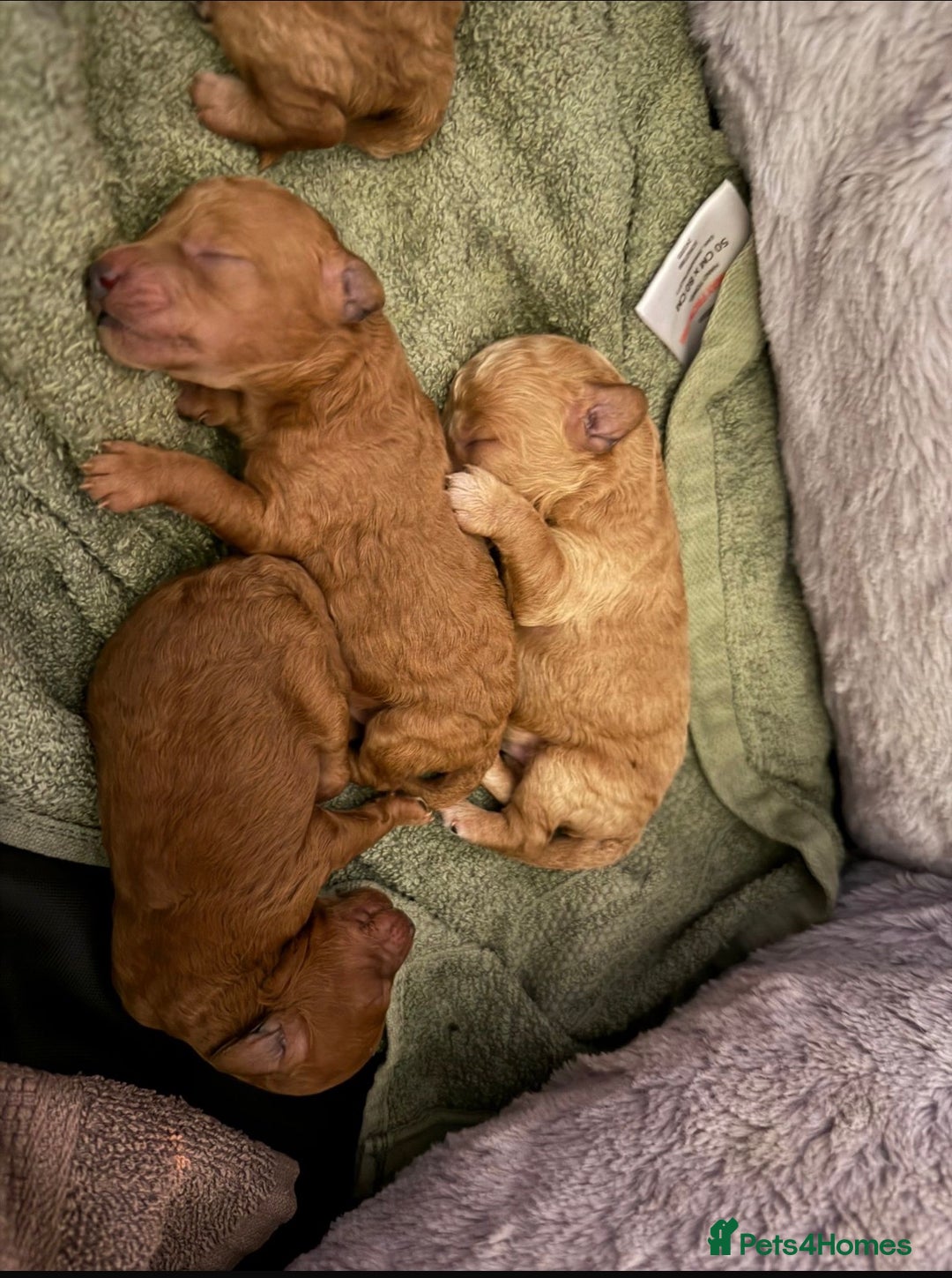 Toy Poodle dogs for sale: Toy poodle  - Advert 3