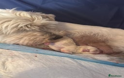 West Highland Terrier dogs for sale: West highland terrier  - Image 16