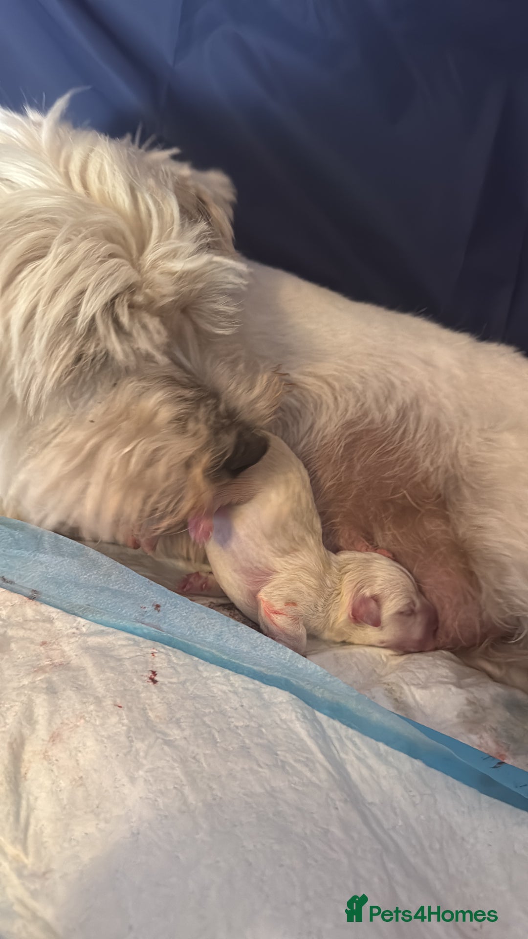 West Highland Terrier dogs for sale: West highland terrier  - Image 16