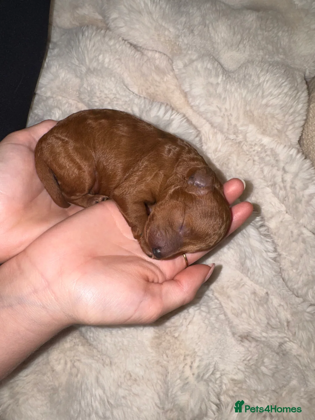 Toy Poodle dogs for sale: Health tested Toy poodle puppies! 😍🔥🤩!!! in Liverpool - Advert 14
