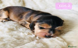 Cocker Spaniel dogs for sale: Show Type Health Tested, KC Reg puppies  - Image 15