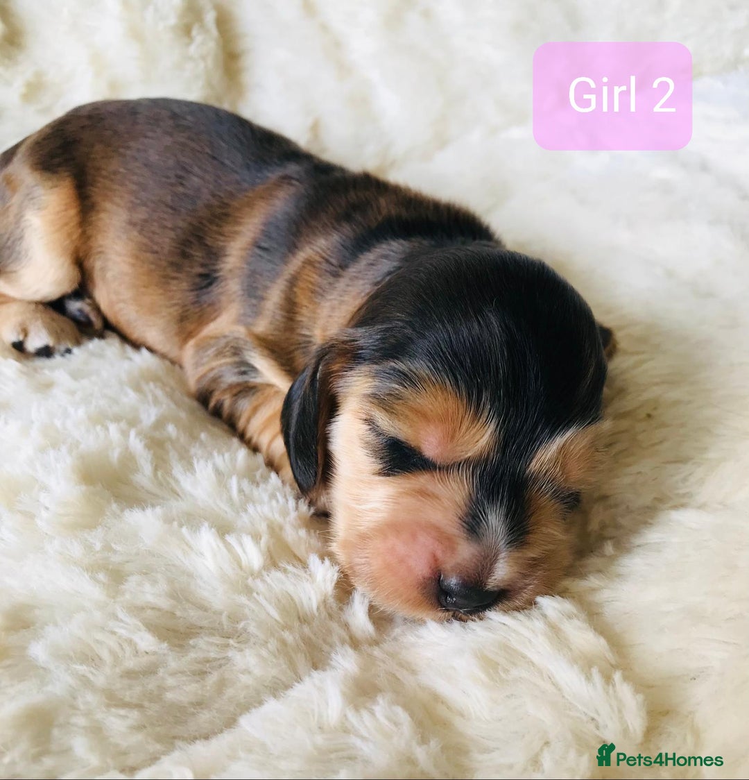 Cocker Spaniel dogs for sale: Show Type Health Tested, KC Reg puppies  - Image 15