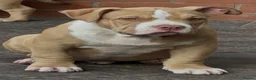 American Bully dogs for sale: American  bully puppies - Advert 12