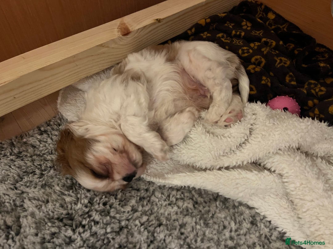 Cavalier King Charles Spaniel dogs for sale: Singleton Blenheim Cavalier Boy – Family Raised - Advert 14