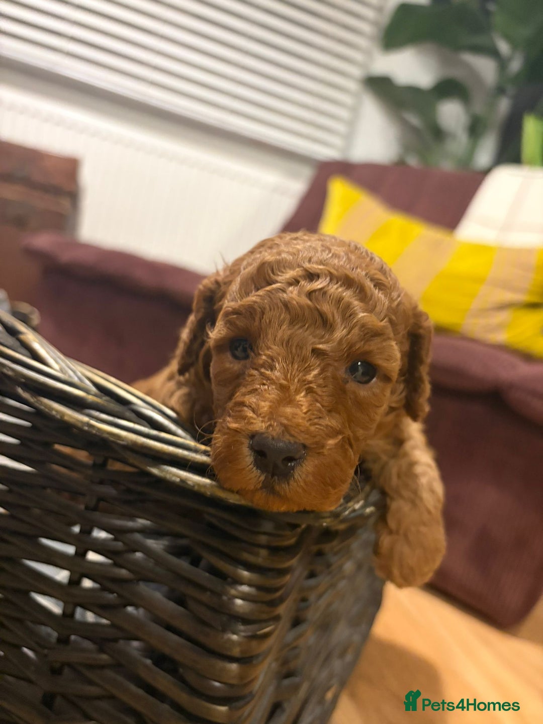 Cockapoo dogs for sale: 💥 Beautiful health checked F1B cockapoos 💥  - Advert 10