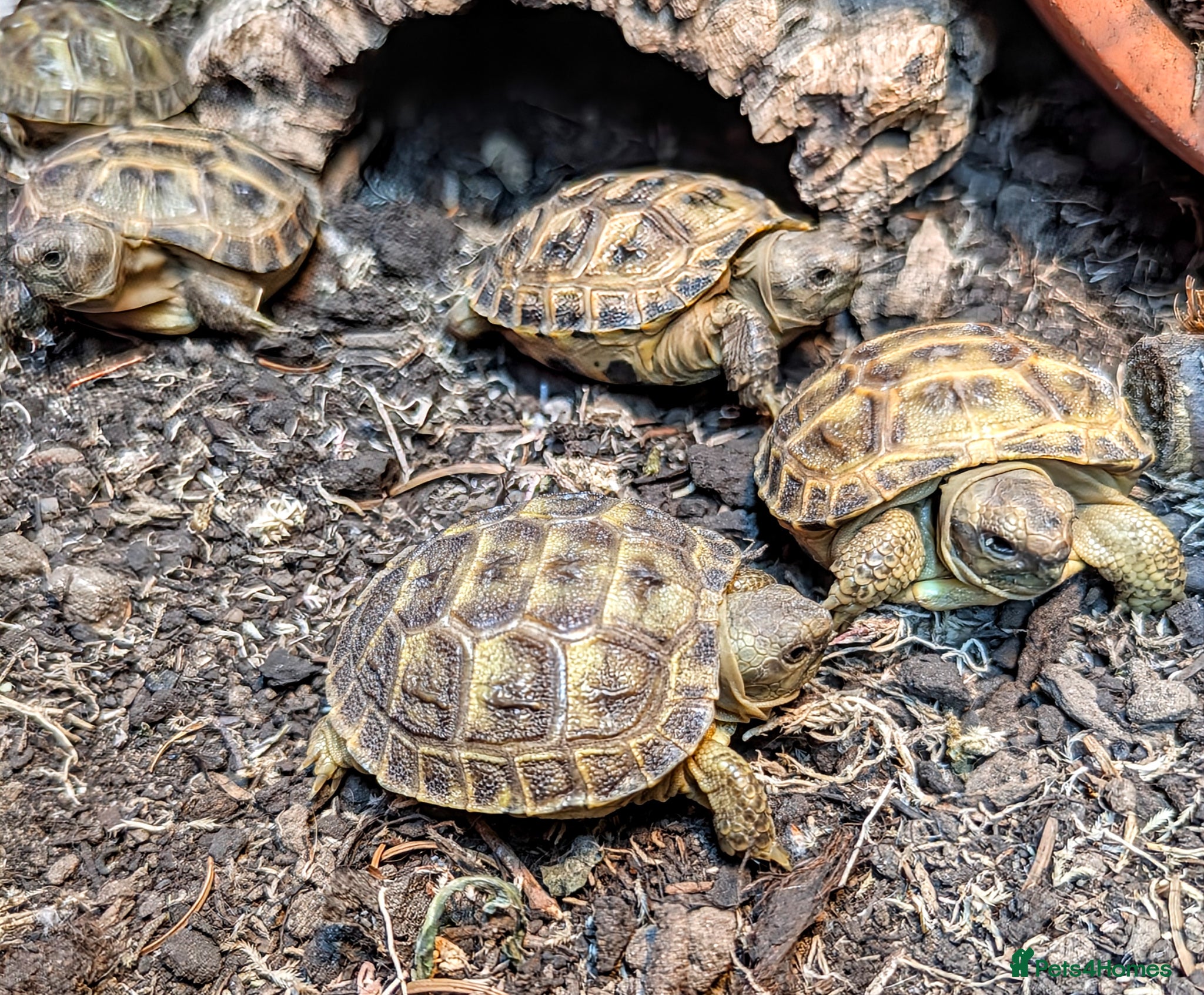 Tortoise reptiles Baby Horsfield tortoises  - Advert 1