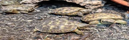 Tortoise reptiles for sale: Baby Horsfield tortoises  - Advert 2