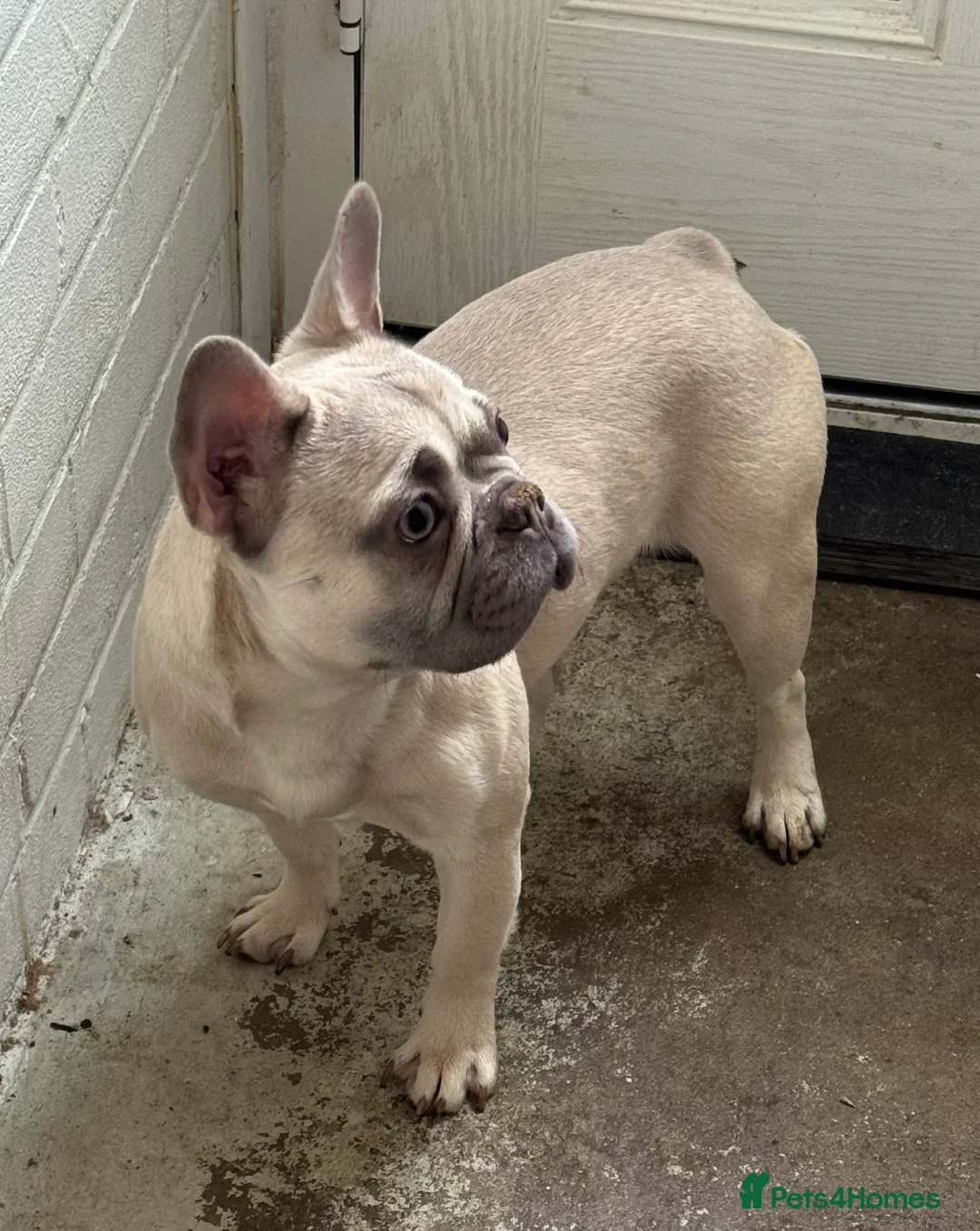 French Bulldog dogs for sale: Female blue fawn frenchie  - Advert 5