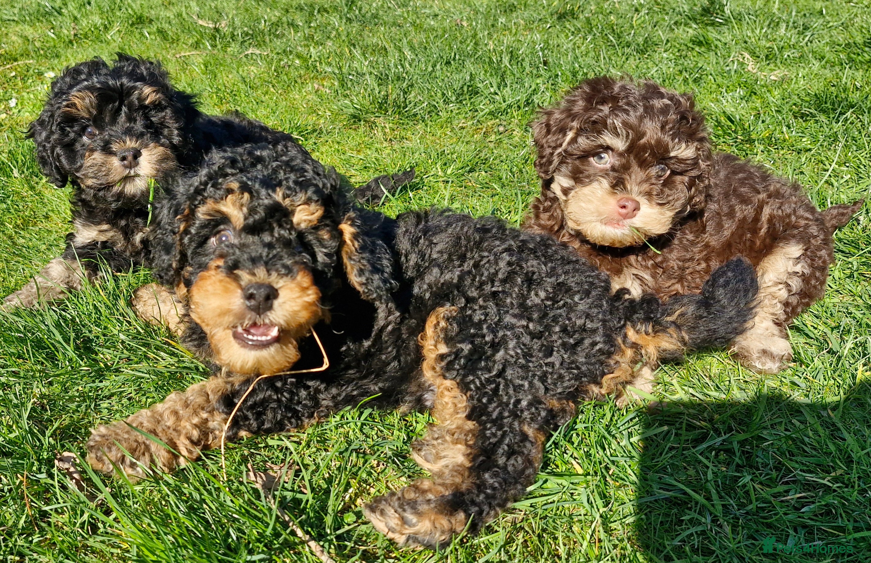 Cavapoo dogs Gorgeous f1bb Cavapoo pups. Health tested parents  - Advert 17