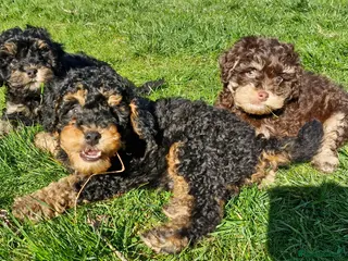 Cavapoo dogs Gorgeous f1bb Cavapoo pups. Health tested parents - Advert 17