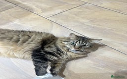 British Longhair cats for sale: Two sisters. Longhair and shorthair  - Image 2