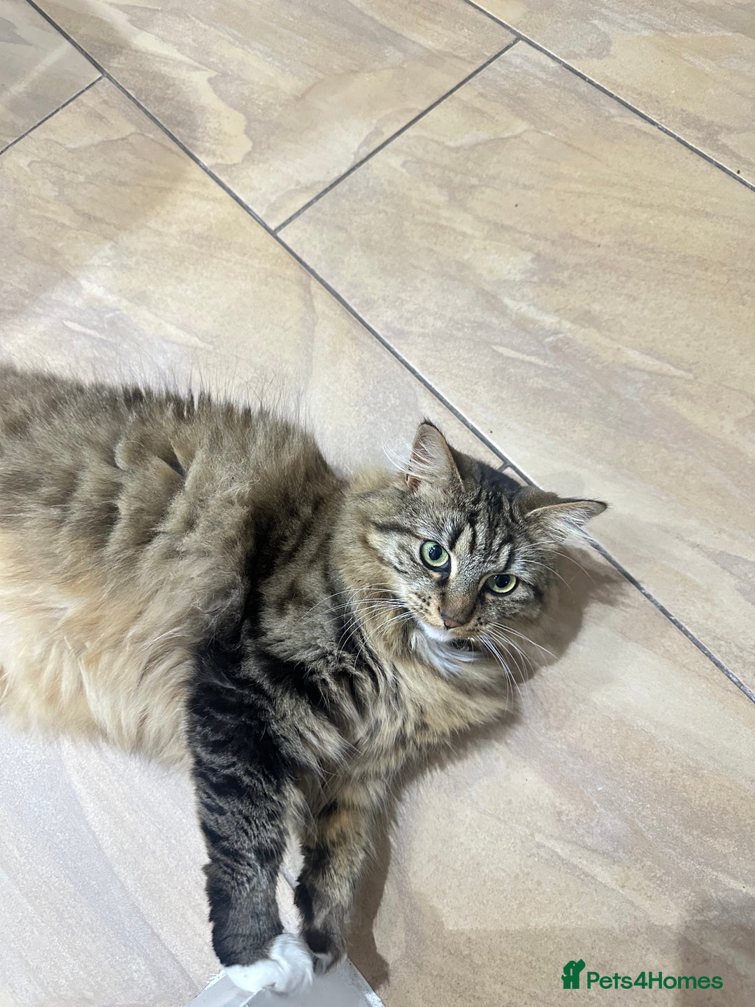 British Longhair cats for sale: Two sisters. Longhair and shorthair  - Image 2